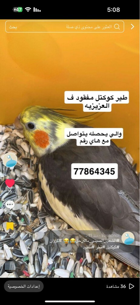 كروان مفقود  - 1
