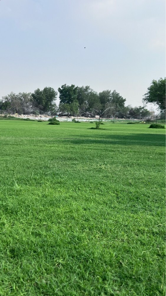 عشب طبيعي جوده عاليه - 3