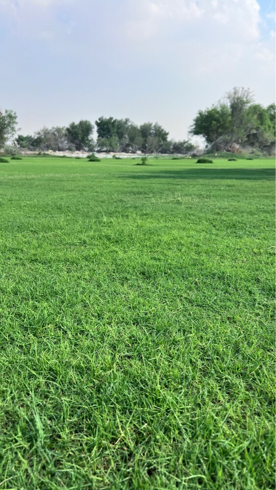 عشب طبيعي جوده عاليه - 2
