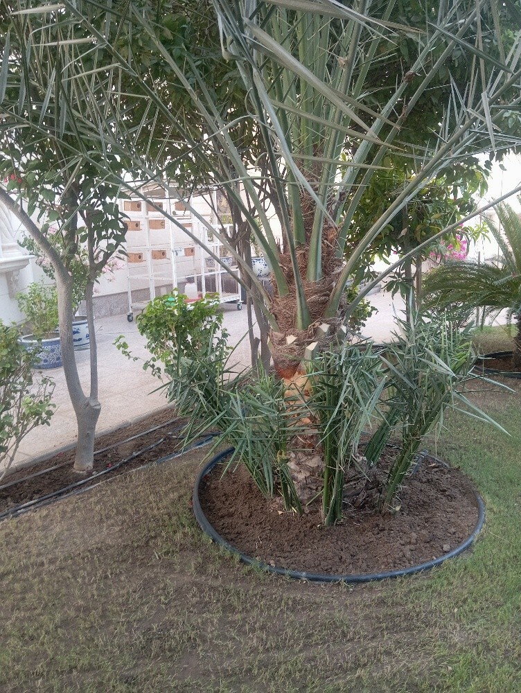 حماده - 12
