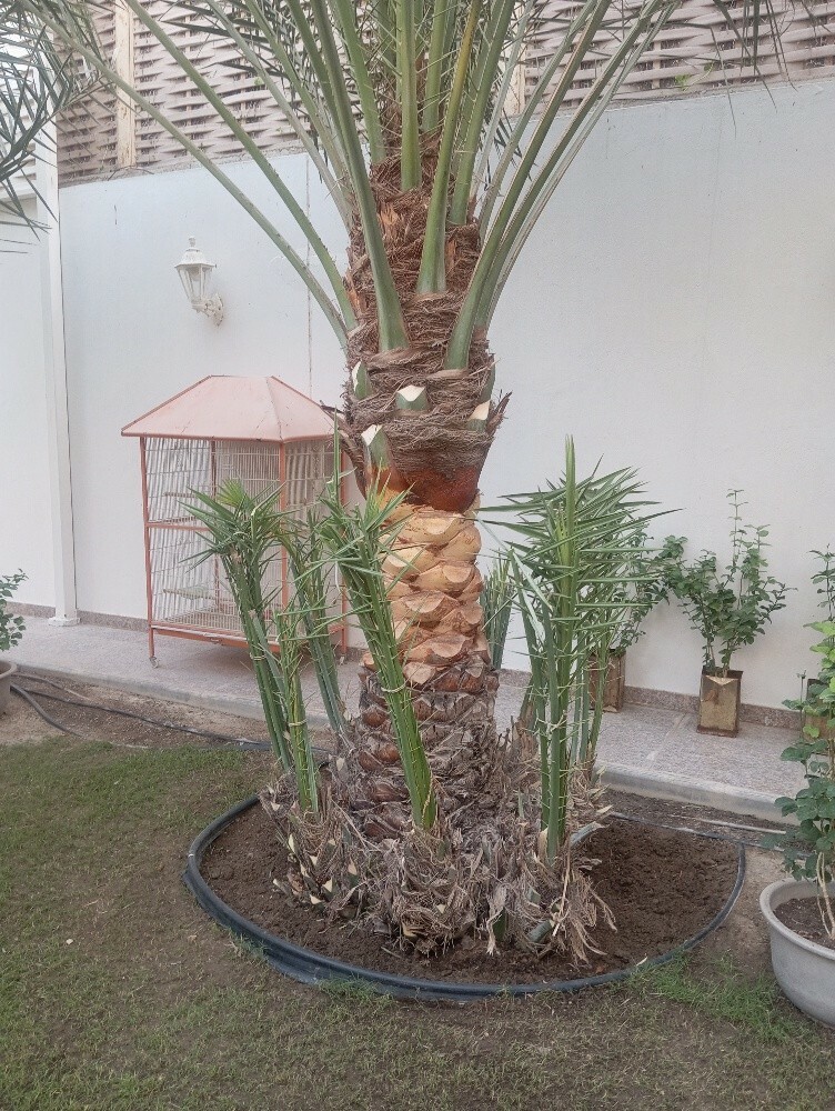 حماده - 2