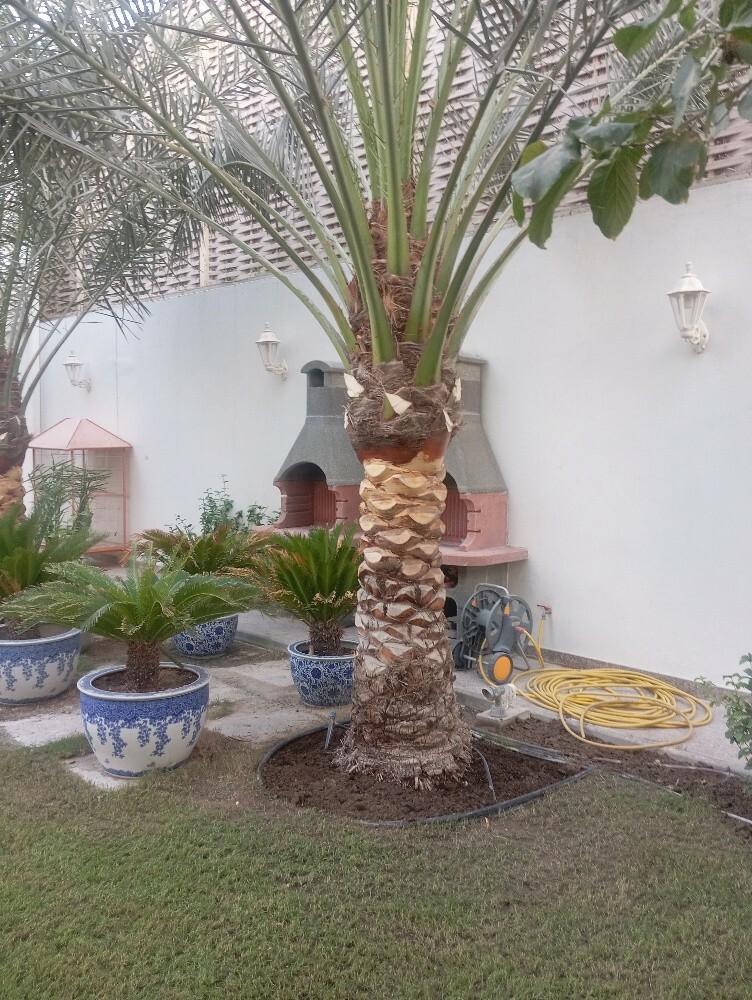 حماده - 8