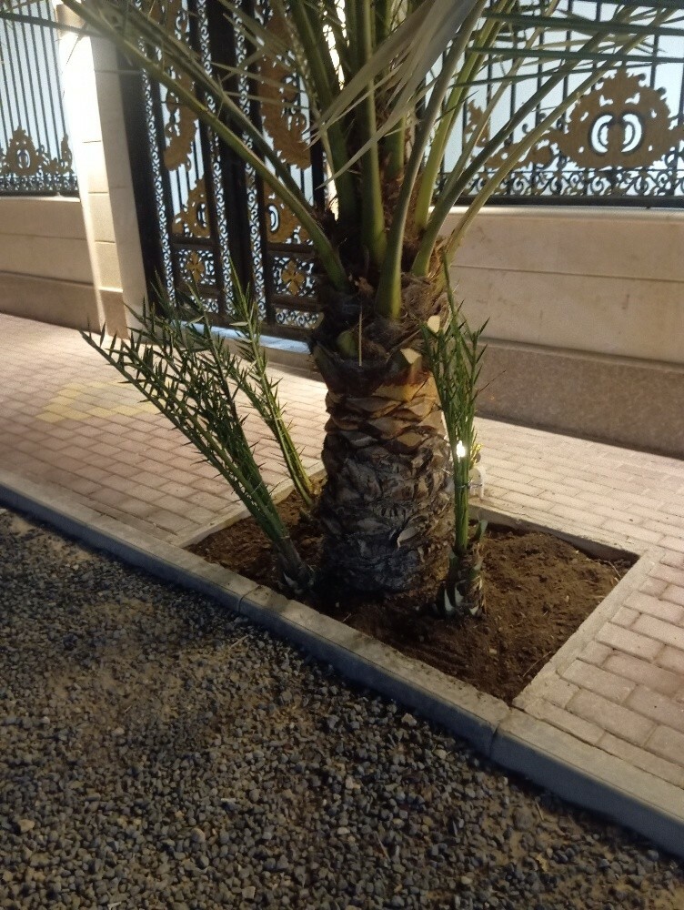 حماده - 3
