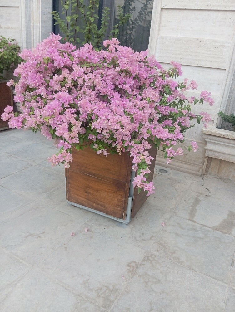 حماده - 5