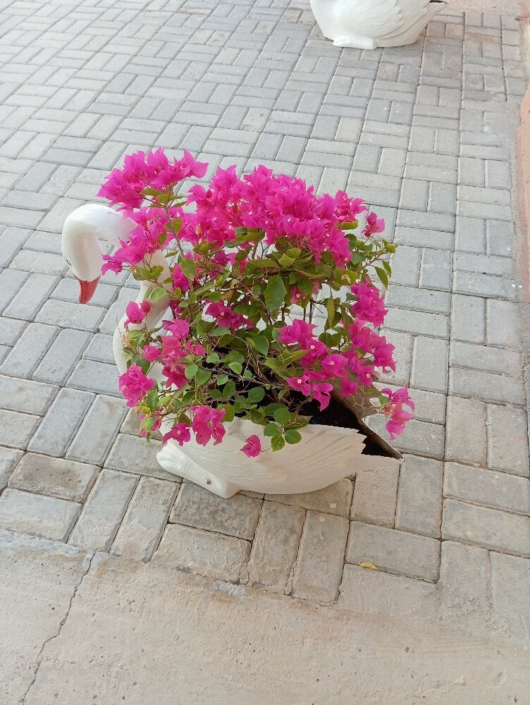 حماده - 4