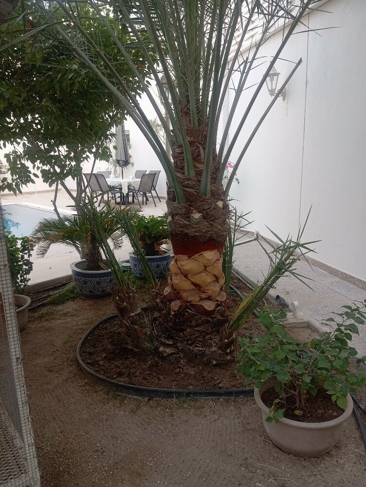 حماده - 1