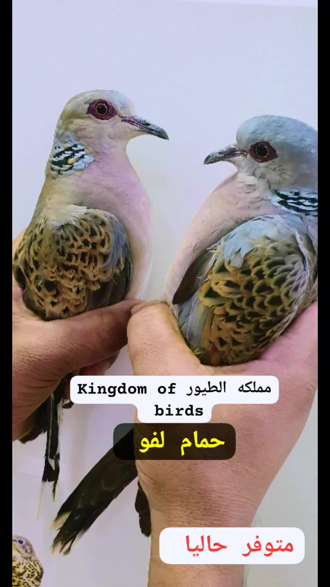 الحمام اللفو - 1