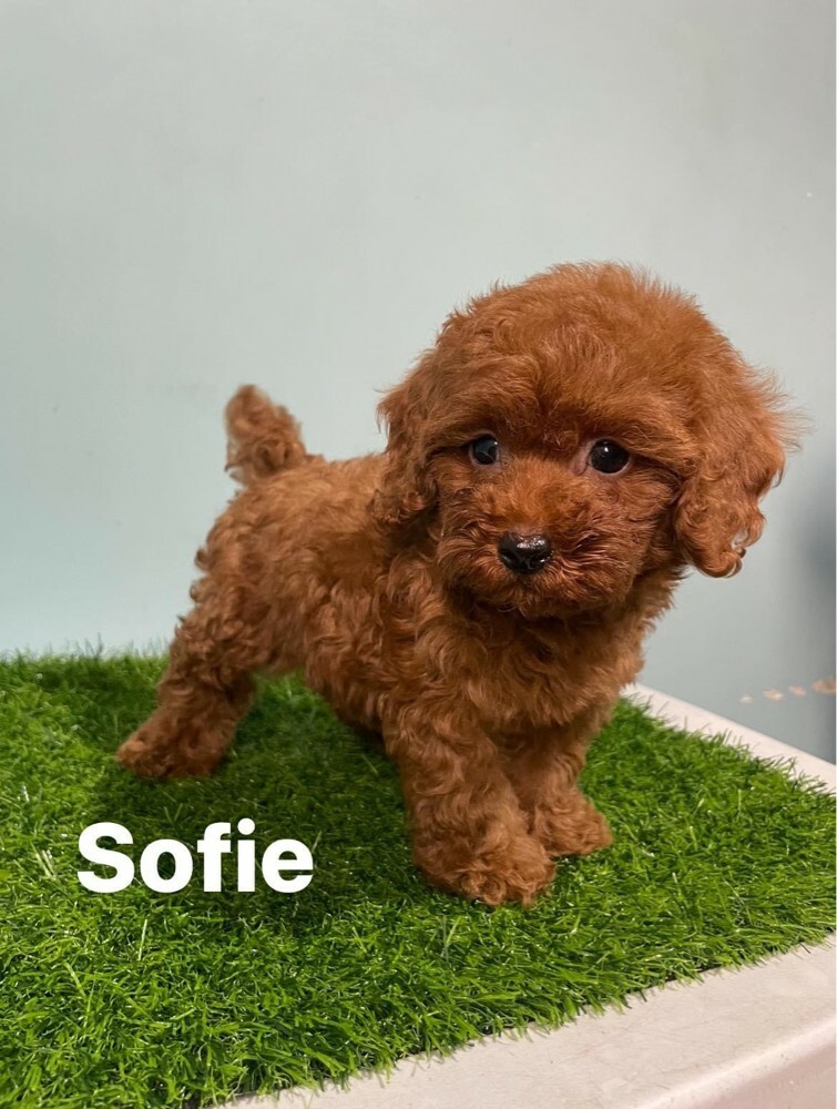 Cute poodle whata +97430496943 - 3