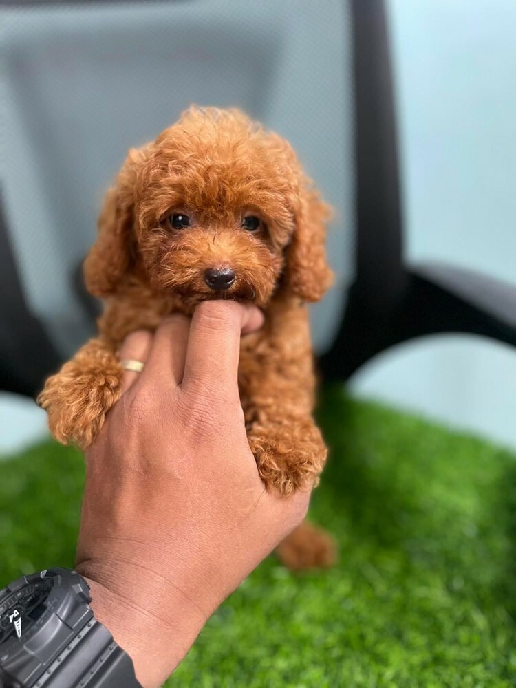 Cute poodle whata +97430496943 - 7