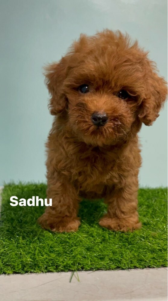 Cute poodle whata +97430496943 - 2