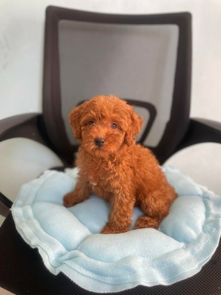 Cute poodle whata +97430496943 - 1