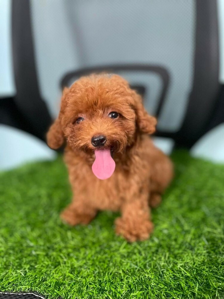Cute poodle whata +97430496943 - 4