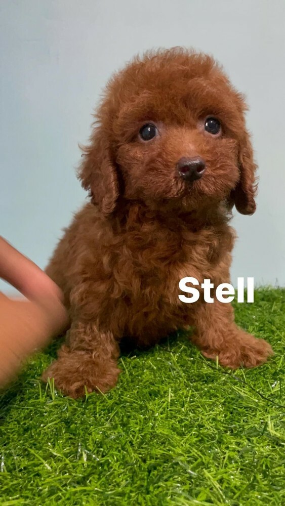 Cute poodle whata +97430496943 - 6