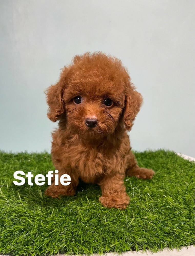 Cute poodle whata +97430496943 - 5