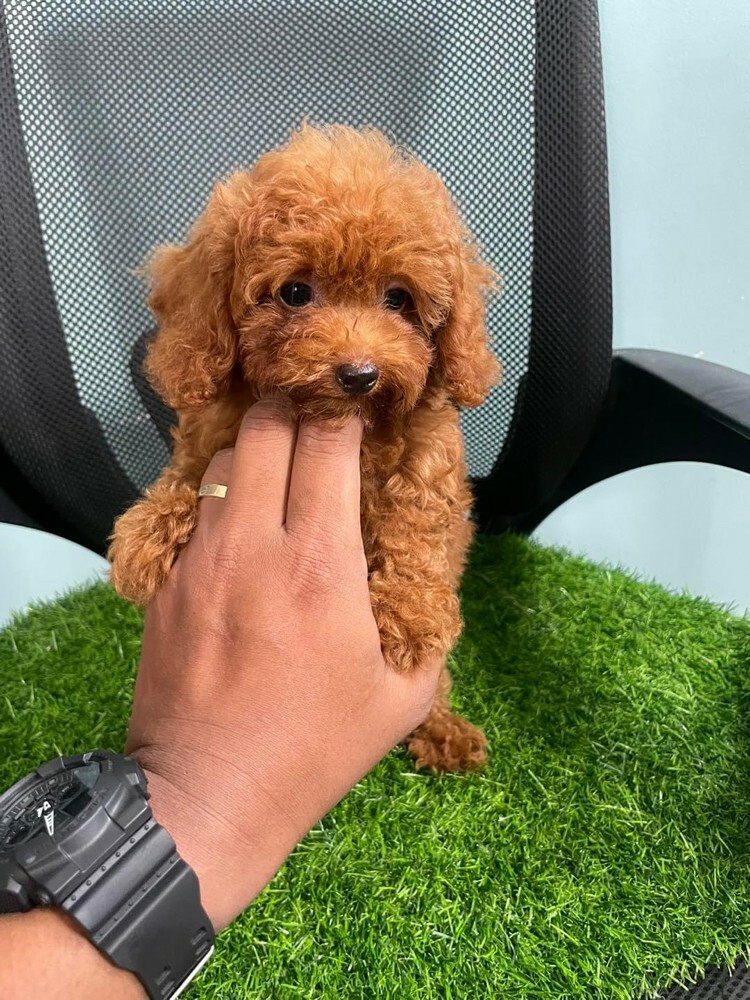 Cute poodle whata +97430496943 - 8