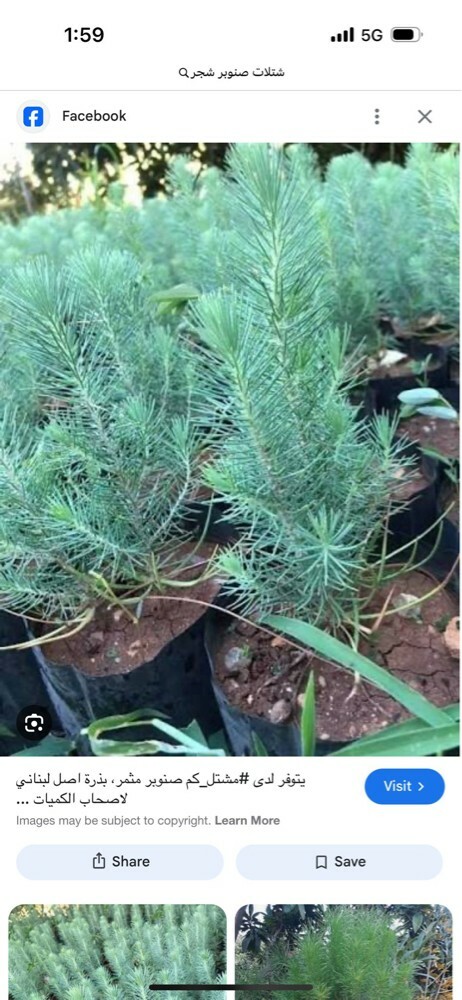 جميع زراعه الخضروات - 1
