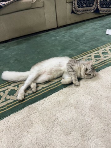 umm amad  - 1