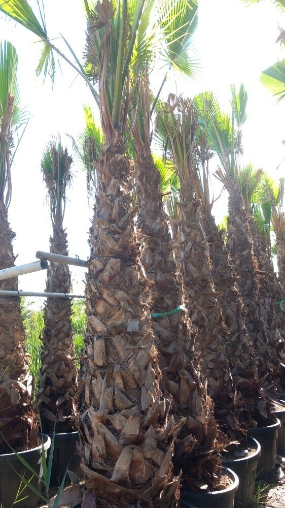نخيل واشنطونيا - 1