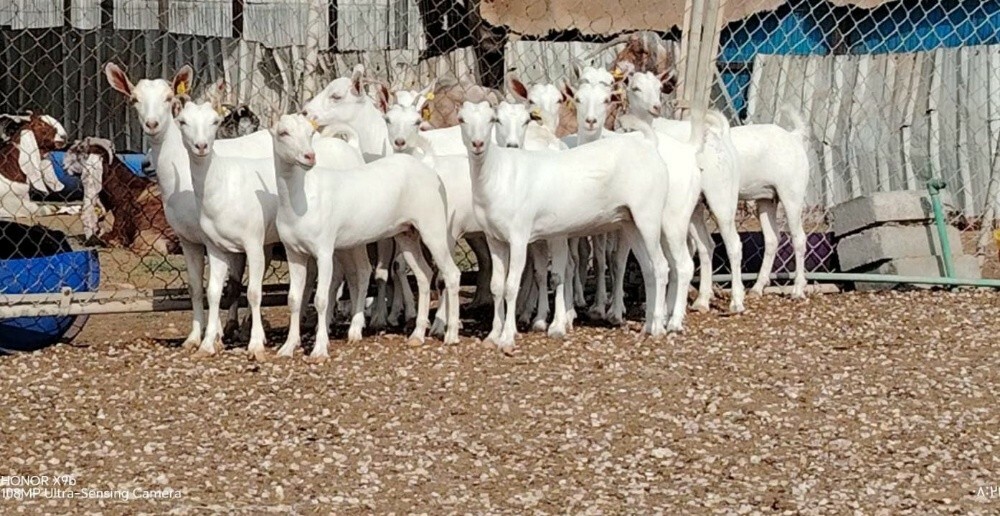 مطلوب جميع انواع الحلال - 2