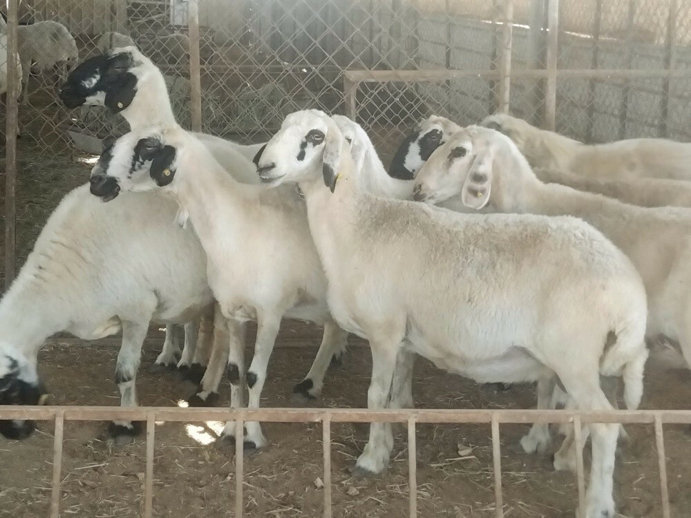 مطلوب جميع انواع الحلال - 3