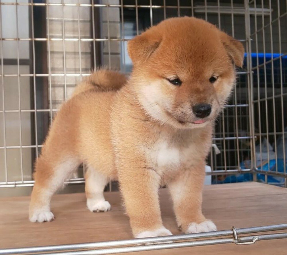 lovely Shiba inu puppies for sale - 1