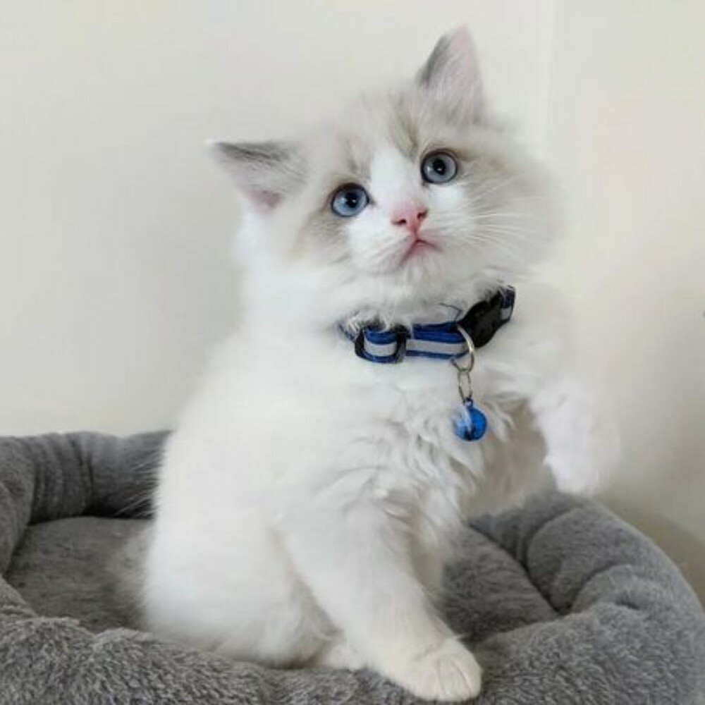 ragdoll kittens for sale - 1