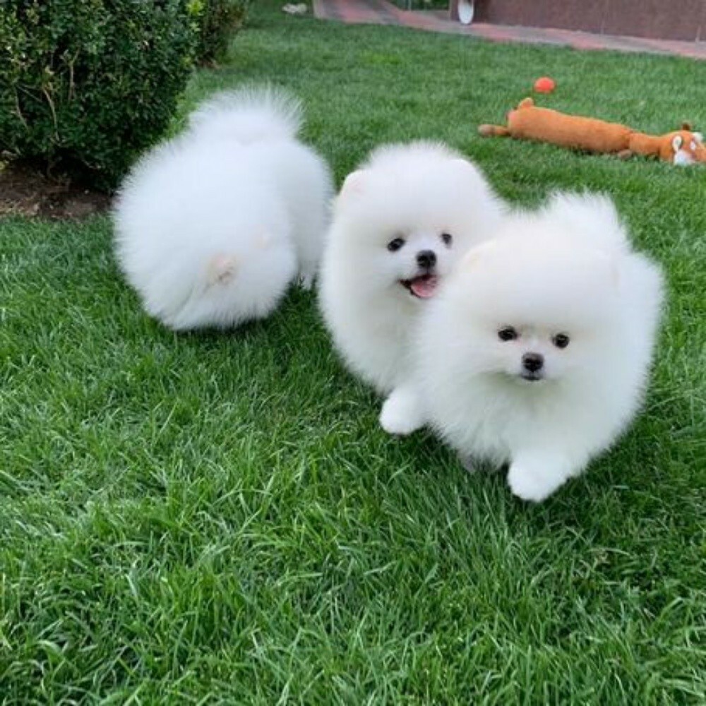 Pomeranian puppies for sale - 1