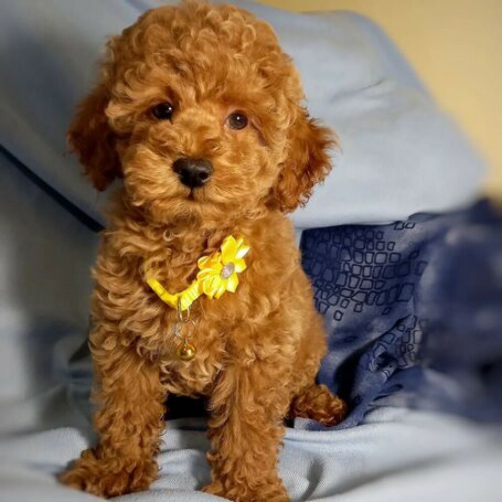toy poodle puppies for sale - 1