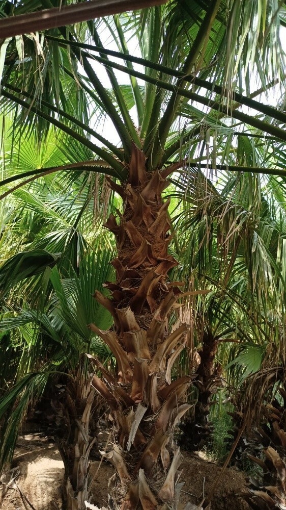 نخيل الواشنطونيا - 6