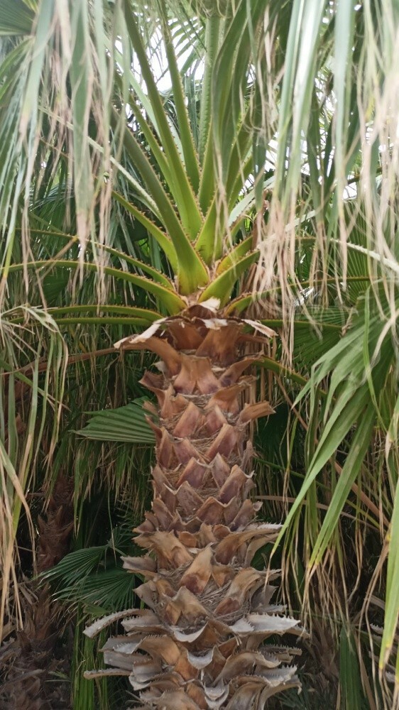 نخيل الواشنطونيا - 5