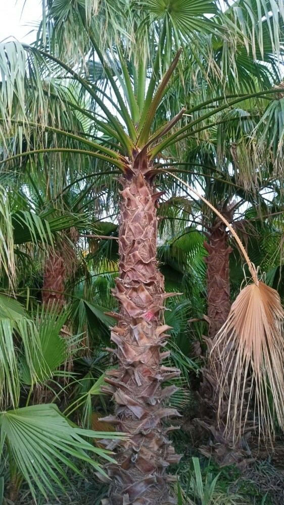 نخيل الواشنطونيا - 7