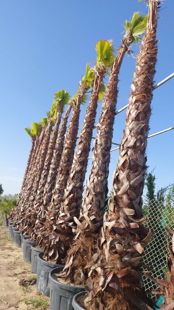 نخيل الواشنطونيا - 3