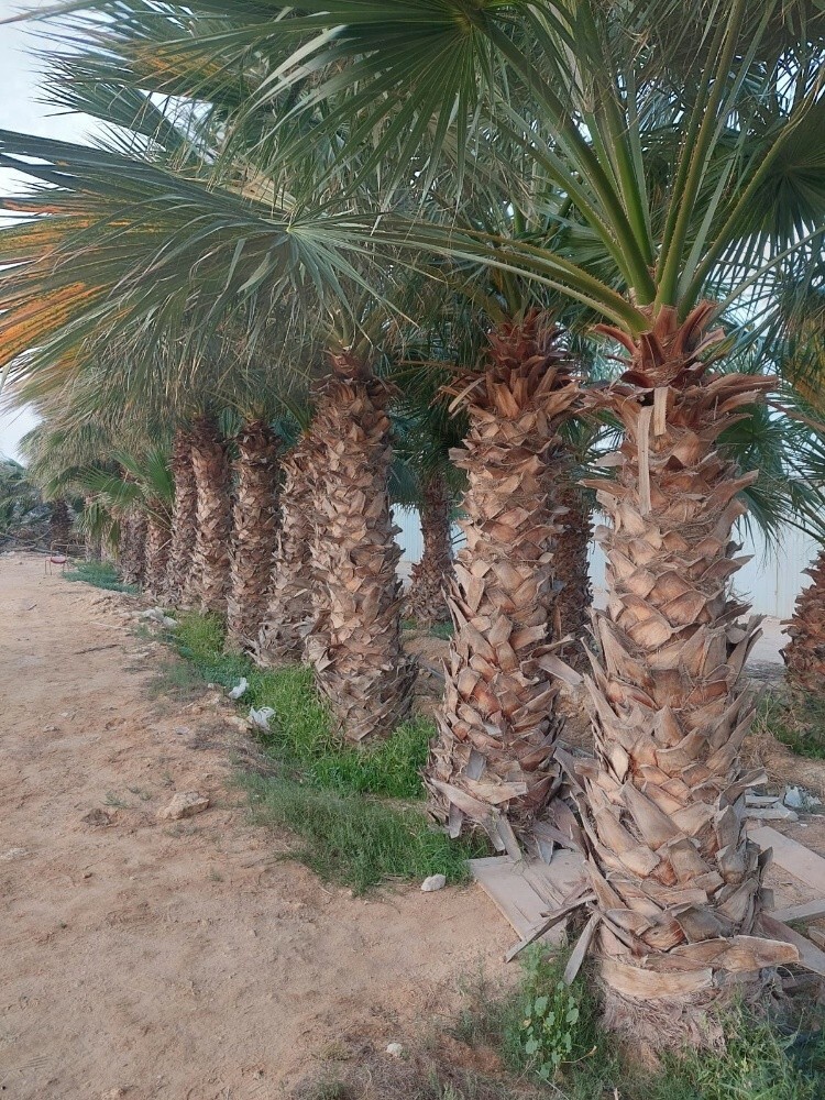 نخيل الواشنطونيا - 2