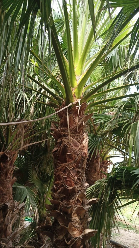 نخيل الواشنطونيا - 1