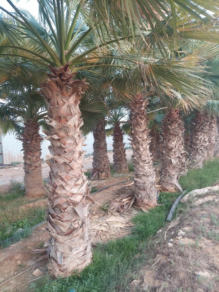 نخيل الواشنطونيا - 4