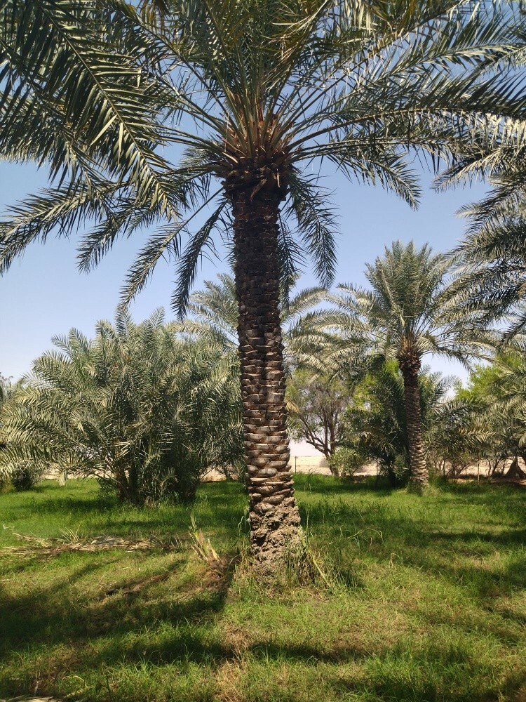 نخل بلح ممتاز - 2