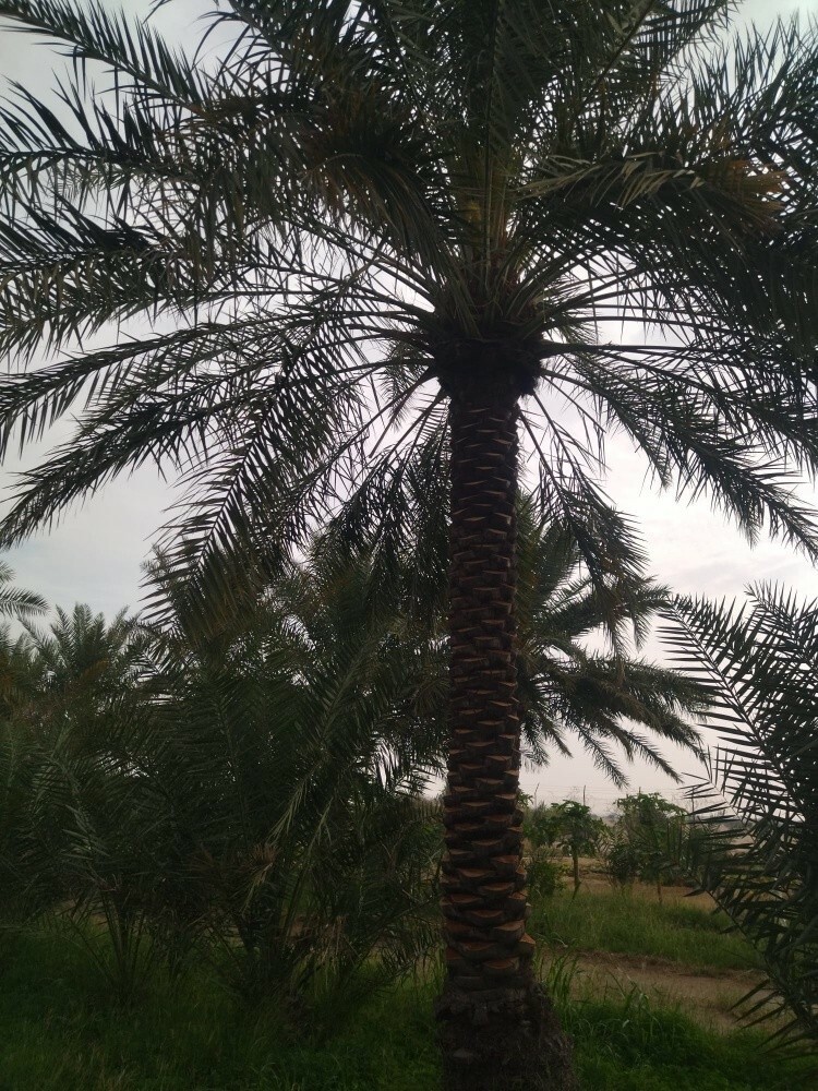 نخل بلح ممتاز - 3