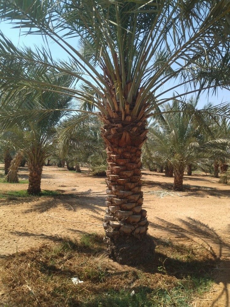 نخل 2متر ممتاز - 3