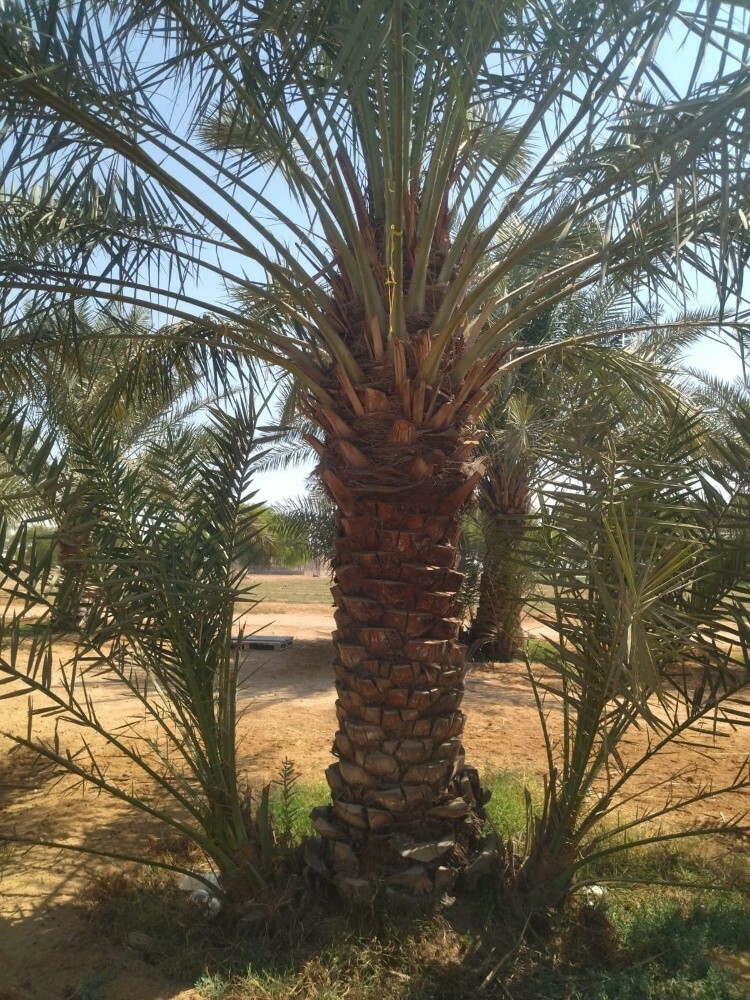 نخل 2متر ممتاز - 2