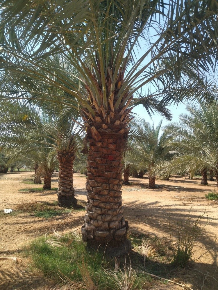 نخل 2متر ممتاز - 1