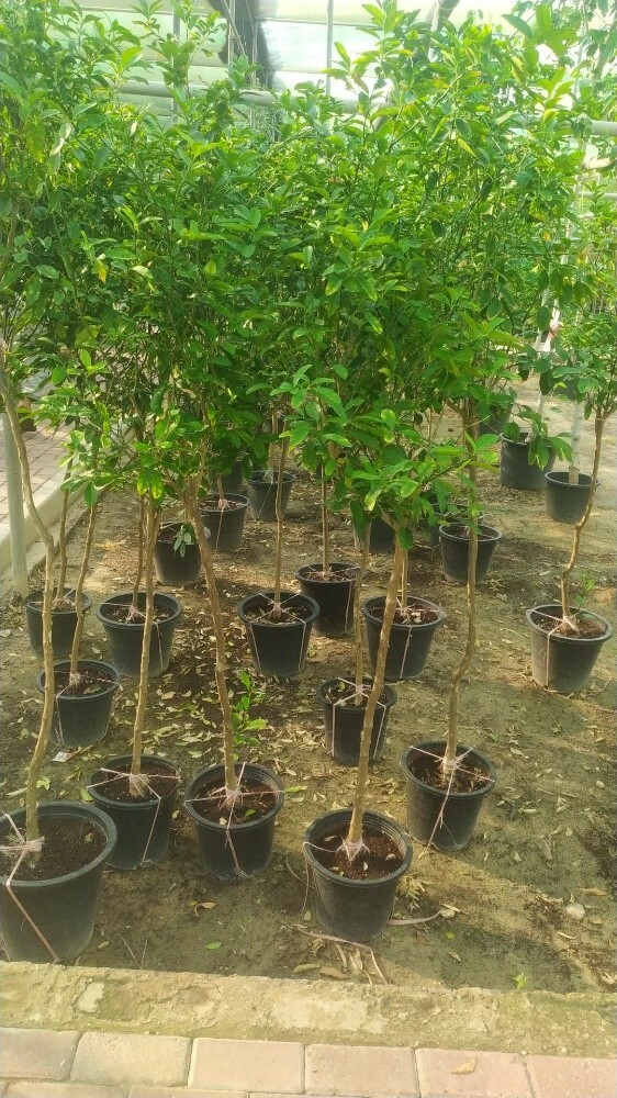 جميع الأشجار المثمرة - 1