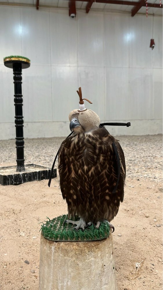 الطير فارط اقرا الوصف - 3
