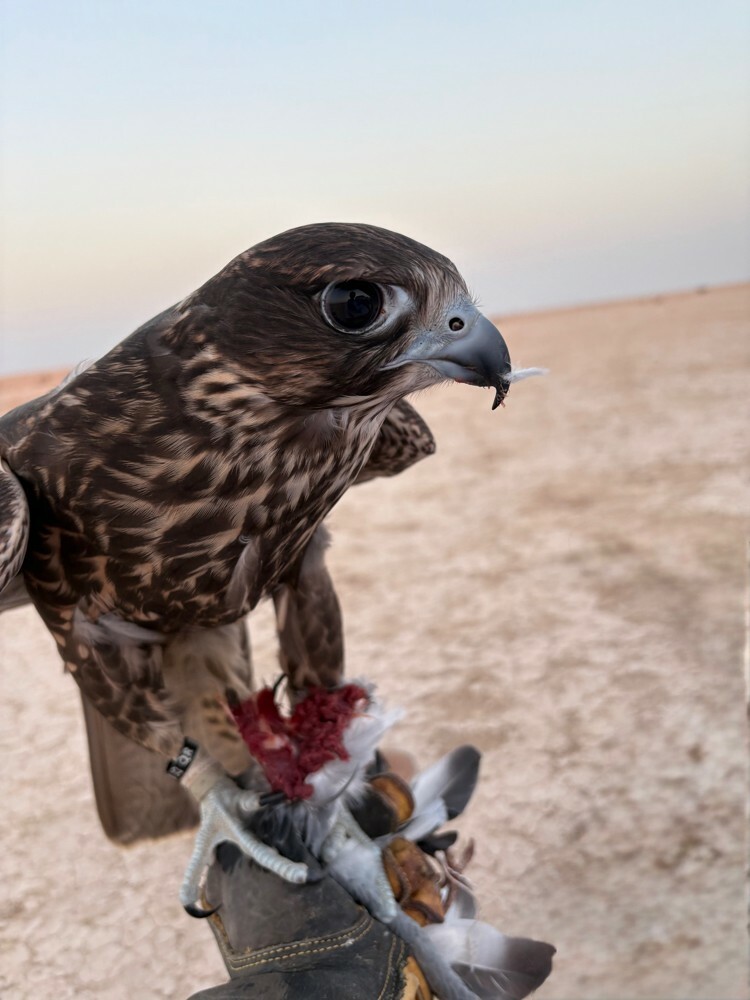 الطير فارط اقرا الوصف - 2