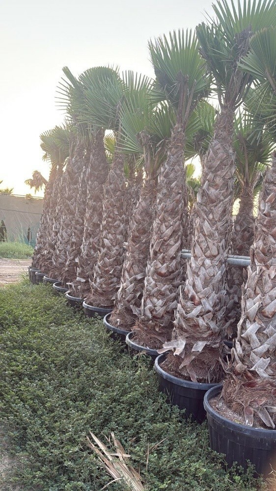 زراعه وتوريد النخيل - 6