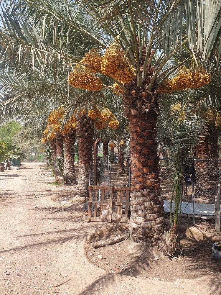 زراعه وتوريد النخيل - 3