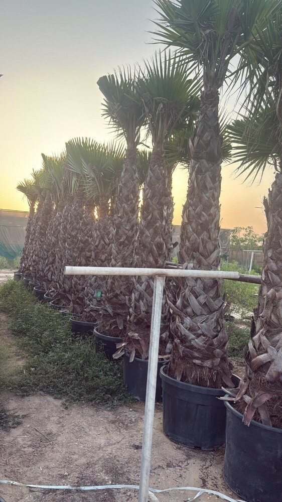 زراعه وتوريد النخيل - 5