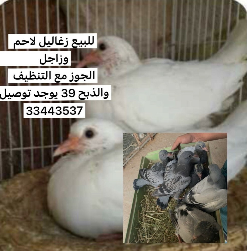 للبيع زغاليل  - 1