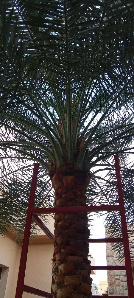 Albalushi - 4