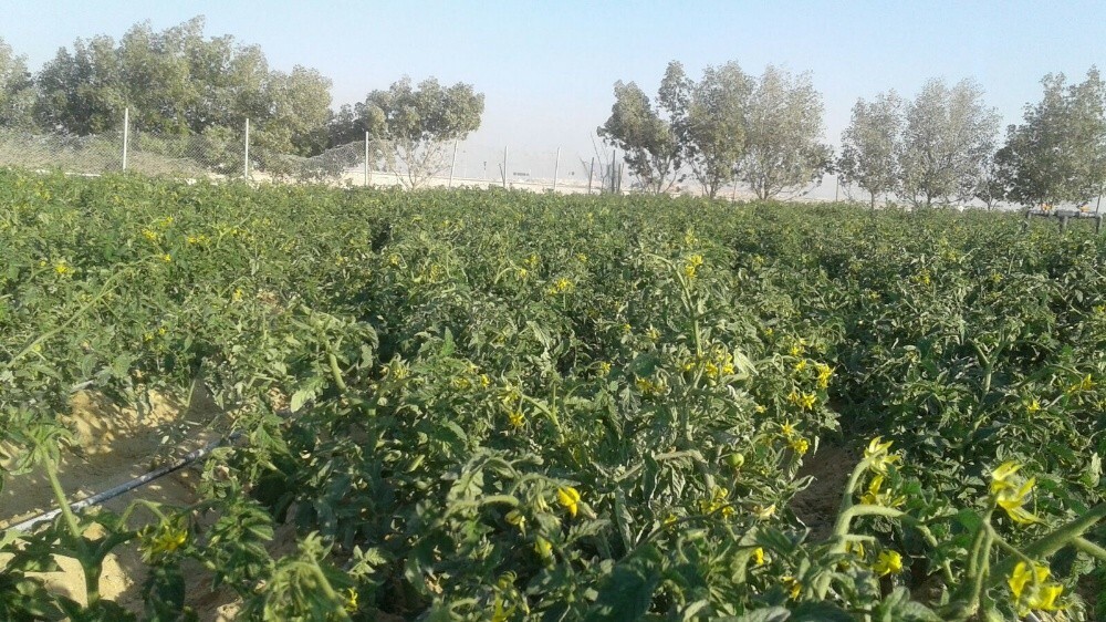 زراعه جميع أنواع الخضار - 2