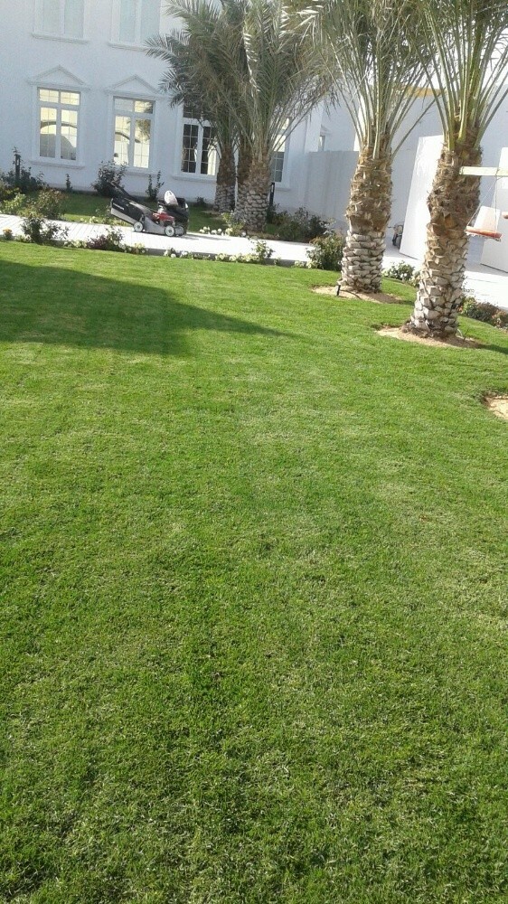 زراعه جميع أنواع الخضار - 5